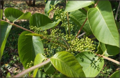 Lakkszömörce. Lacquer tree.